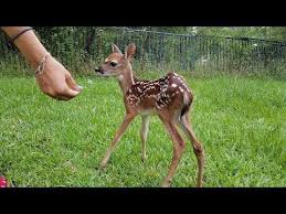 Most Funny And Cute Baby Deer Videos Compilation 2018 Youtube Cute Baby Animals Funny Babies Baby Animals
