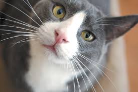 That means they're harder than fur to. Let S Talk About Cat Whiskers Catster