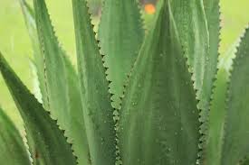 Image result for Agave