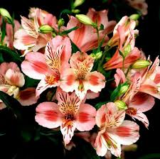 Image result for Alstroemeria pulchella