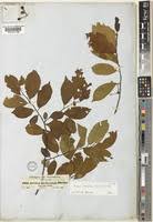 Image result for Grewia trichocarpa