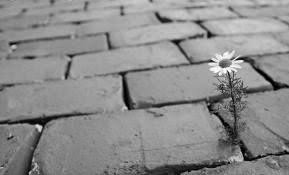 Flower Growing Through Concrete Google Search Growing Flowers Plants Flowers