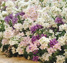 Image result for Nemesia