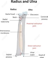 There are 30 bones in each upper limb. Radius And Ulna Labeled Royalty Free Cliparts Vectors And Stock Illustration Image 42938071