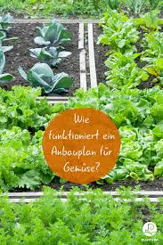 Gemuse Anbauen Ein Anbauplan In 7 Schritten Nutzgarten Anlegen Gemuse Anbauen