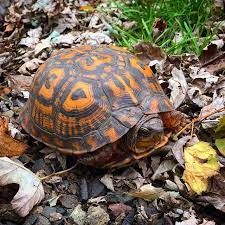 Garden State Tortoise On Instagram My Favorite Of Our Females Out Yesterday Terrapenecarolina Easternboxturtle Boxturtle Hermannihaven Herptiles Garden