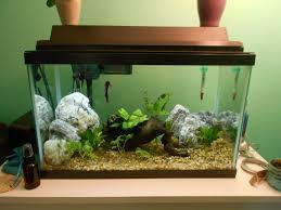 Aqueon Basic 10 Gallon Kit This Is An Ideal Betta Setup Betta Fish Betta Aquarium