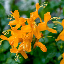 First, most plants that attract hummingbirds love full sun. Cape Honeysuckle Plant Care Growing Guide