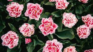 Maybe you would like to learn more about one of these? Growing Carnations When Where How To Grow Carnation Flowers