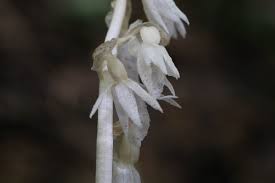 Image result for Epipogium roseum