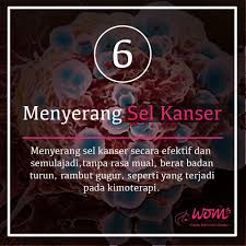 Khasiat Durian Belanda Untuk Sakit Kanser Wom My Durian Women Online Skin Care