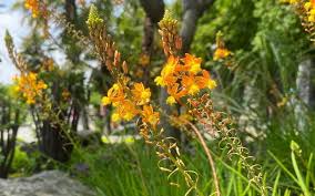Image result for Bulbine capitata
