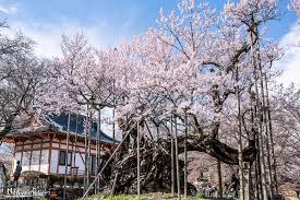 Cherry blossom art, cherry blossom wall mural, cherry blossom japanese art print. Japan S Oldest Cherry Tree Bored Panda