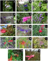 Image result for Lamiaceae