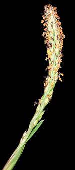 Check spelling or type a new query. St Augustine Grass Wikipedia