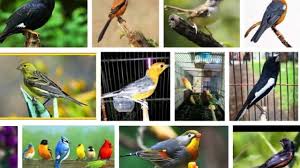 Di bawah ini telah kami sediakan kumpulan suara burung decu untuk masteran dan juga suara pancingan yang bisa dipergunakan berbagai macam keperluan. Daftar Harga Burung Kicau Terbaru Desember 2020 Hargabulanini Com