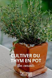 Le thym est un arbuste frugal habitué aux terres sèches et au soleil des régions méditerranéennes. Tout Ce Qu Il Faut Savoir Pour Planter Du Thym En Pot