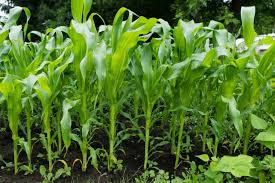 You can also use our feature my garden tip button at the top of the website for your entry. How To Plant And Grow Corn