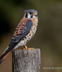 Cernícalo americano (falco sparverius) average number. Cernicalo En Chile Pajaros Chilenos Aves De Chile Cernicalo