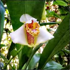 Image result for Polystachya dendrobiiflora