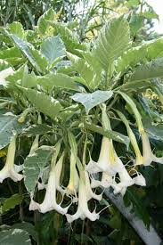 Image result for Brugmansia