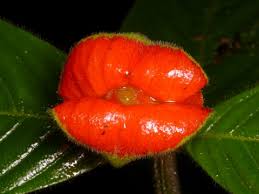 Image result for Psychotria auxopoda