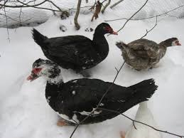 Muscovy Ducks A Comprehensive Guide The Self Sufficient