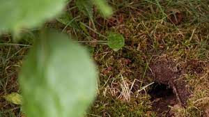 Strahlt schallwelle, die 650 mol, wühlmäuse entfernt, mäuse und ratten m². Wie Man Wuhlmause Aus Seinem Garten Fernhalt Wohnen