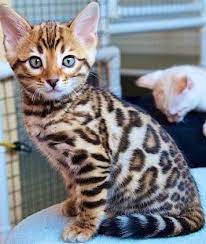 Are bengal cats family friendly? Bengal Cats For Sale Bengal Cat Kitten Bengal Cat For Sale Bengal Kitten