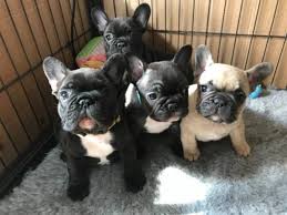 A reputable breeder will not breed or sell dogs with disqualifying colors. Adorable Weeks 10 Old French Bulldog Puppies Z Minneapolis Animal Pet