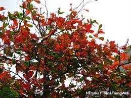 Image result for Terminalia catappa