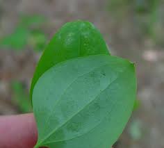 Image result for Smilacaceae