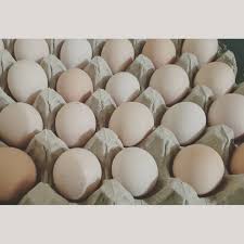 Salah satu kondisinya adalah suhu ideal sekitar 36/37 sampai dengan 38/39 derajat celcius karena ketika telur dierami oleh induknya. 10 Butir Telur Fertil Ayam Kampung Sensi 1 Shopee Indonesia