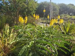 Image result for Senna didymobotrya