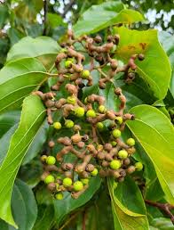 Image result for Hovenia dulcis
