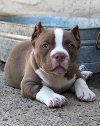 The prices vary depending on the pup's pedigree and on the. Baby Pitbull Puppies For Sale Near Me Off 70 Www Usushimd Com