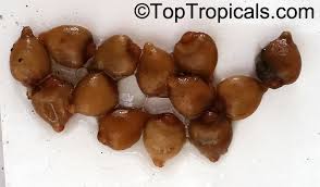 Image result for Maesobotrya floribunda