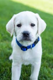 Akc registration yellow labrador's, they look like white labrador's, some say cream looking. White Labra Dog Photo Cuteanimals