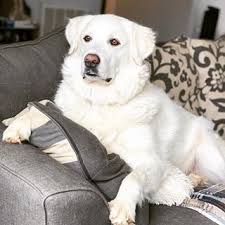 Contact maremma sheepdog on messenger. How Much Does A Great Pyrenees Cost It S Dog Or Nothing Great Pyrenees Dog Friends Dogs