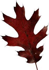 Autumn Leaves Png Image Autumn Leaves Leaves Autumn