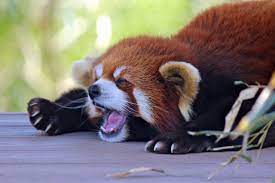 Red Panda Yawning Red Panda Cute Red Panda Cute Animals