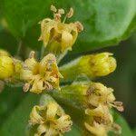 Image result for Cordia monoica