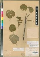 Image result for Ecbolium clarkei