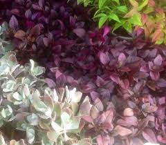 Pin On Vertical Gardens
