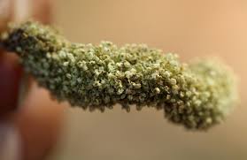 Image result for Milicia