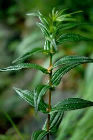 Image result for Pouzolzia