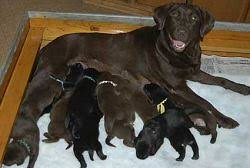 If you are looking for your newest family member, you are at the right spot! Labrador Retrievers And Puppies In Oregon