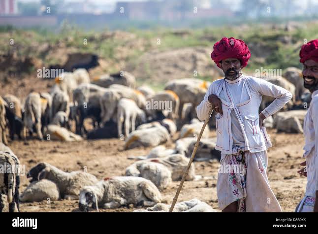 Rajput shepherd, Rajasthan, India Stock Photo - Alamy