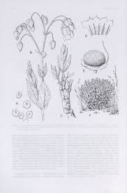 Image result for Trichodesma angustifolium