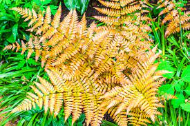 Voir plus d'idées sur le thème fougère, plante, fougère arborescente. 9 Varietes De Fougere Pour Jardin Sec Et Ensoleille Detente Jardin